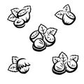 Hazelnut nuts set. Collection icon hazelnut nuts. Vector