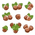 Hazelnut nuts set. Vector