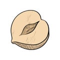 Hazelnut one fruit in a section. Colored nut icon for bars and products Royalty Free Stock Photo