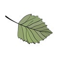 Hazelnut one simple green leaf. Forest icon lined Royalty Free Stock Photo