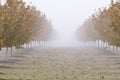 Hazelnut Orchard Dressed in Fall Colors Royalty Free Stock Photo