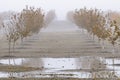 Hazelnut Orchard Dressed in Fall Colors Royalty Free Stock Photo