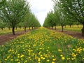 Hazelnut Orchard with dandelion, Taraxacum