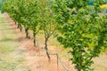 Hazelnut orchard with water supply hose for dripping irrigation