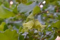 Hazelnut Pair with Green Leaf 02 Royalty Free Stock Photo