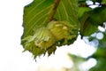 Hazelnut Pair with Green Leaf 03 Royalty Free Stock Photo