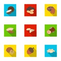 Hazelnut, pistachios, peanuts and other types of nuts.Different types of nuts set collection icons in flat style vector Royalty Free Stock Photo