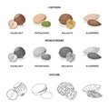 Hazelnut, pistachios, walnut, almonds.Different kinds of nuts set collection icons in cartoon,outline,monochrome style