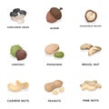 Hazelnut, pistachios, walnut, almonds.Different kinds of nuts set collection icons in cartoon style vector symbol stock