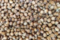 hazelnut placer, natural background of nuts Royalty Free Stock Photo