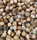 hazelnut placer, natural background of nuts Royalty Free Stock Photo