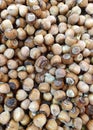 hazelnut placer, natural background of nuts Royalty Free Stock Photo