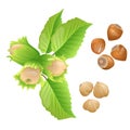 Hazelnut plant, nuts and peeled kernels