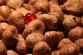 Hazelnut and pomegrante seeds Royalty Free Stock Photo