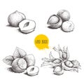 Hazelnut sketches. Group, peeled and whole, with leaves. Engraved sketch style illustrations. Organic food. Component for sweet fo