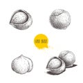 Hazelnut sketches. Single, group, peeled and whole. Engraved sketch style illustrations. Organic food. Component for sweet food an