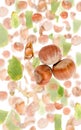 Hazelnut Slice and Leaf Abstract Royalty Free Stock Photo