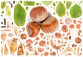 Hazelnut Slice and Leaf Collection Royalty Free Stock Photo