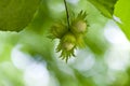 Hazelnut tree