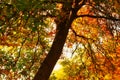 Hazelnut tree in autumn light