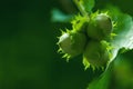 Hazelnut tree branch with unripe nuts in green forest, copy space