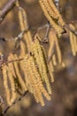 Hazelnut tree with a lot of big yellow hazelnut pollen Royalty Free Stock Photo