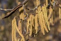 Hazelnut tree with a lot of big yellow hazelnut pollen Royalty Free Stock Photo