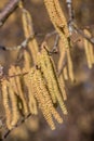 Hazelnut tree with a lot of big yellow hazelnut pollen Royalty Free Stock Photo