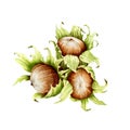 Hazelnut watercolor illustration. Hand drawn walnut group. Hazelnuts in shell and leaves element. Organic natural