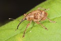 Hazelnut weevil (Curculia nucum) Royalty Free Stock Photo