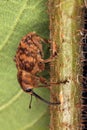 Hazelnut weevil (Curculia nucum) Royalty Free Stock Photo