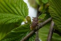 Hazelnut weevil, Curculio nucum, on the leaves of hazelnut Royalty Free Stock Photo