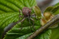 Hazelnut weevil (Curculio nucum) on the leaves of hazelnut Royalty Free Stock Photo