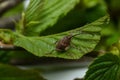 Hazelnut weevil (Curculio nucum) on the leaves of hazelnut Royalty Free Stock Photo