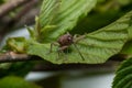 Hazelnut weevil (Curculio nucum) on the leaves of hazelnut Royalty Free Stock Photo