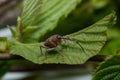 Hazelnut weevil (Curculio nucum) on the leaves of hazelnut Royalty Free Stock Photo