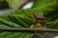 Hazelnut weevil (Curculio nucum) on the leaves of hazelnut Royalty Free Stock Photo