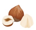 Hazelnut, whole organic nut fruit in brown shell, cut in half Royalty Free Stock Photo