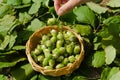 Hazelnut in wicker dish hand woman hand hold nut