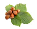 Hazelnuts Royalty Free Stock Photo