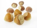 Hazelnuts