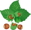 Hazelnuts Royalty Free Stock Photo