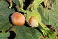 Hazelnuts