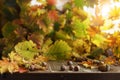 Hazelnuts and acorns are scattered on a wooden porch with autumn foliage. Autumn background with copy space