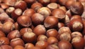 Hazelnuts. Hazelnuts background. Hazelnuts close-up view Royalty Free Stock Photo
