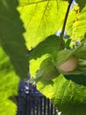 Hazelnuts on a branch with green leaves Royalty Free Stock Photo