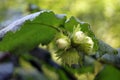 Hazelnuts on a branch with green leaves Royalty Free Stock Photo