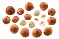 Hazelnuts coryllus avellana, paths