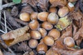 Hazelnuts on dry fallen leaves in the forest. Selective focus Royalty Free Stock Photo