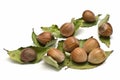 Hazelnuts on dry leaves. Royalty Free Stock Photo